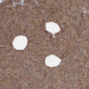Anti-SCP2 antibody produced in rabbit 