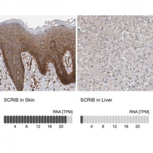 Anti-SCRIB antibody produced in rabbit 