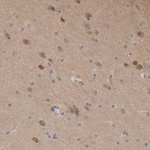 Anti-SCRN1 antibody produced in rabbit 