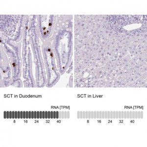 Anti-SCT antibody produced in rabbit 