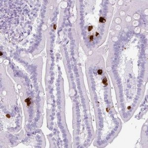Anti-SCT antibody produced in rabbit 