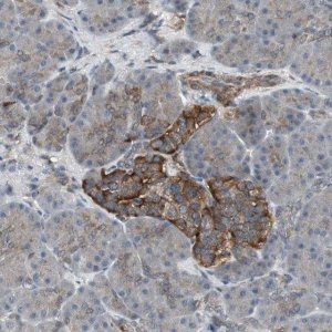 Anti-SCYL3 antibody produced in rabbit 