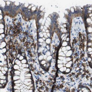 Anti-SDC1 antibody produced in rabbit 