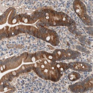Anti-SDC4 antibody produced in rabbit 