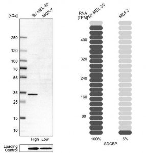 Anti-SDCBP antibody produced in rabbit HPA023840-100UL