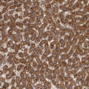 Anti-SDCBP antibody produced in rabbit HPA023840-100UL