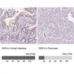 Anti-SDF4 antibody produced in rabbit 