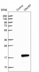 Anti-SDHAF4 antibody produced in rabbit 