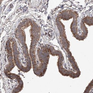 Anti-SDHAF4 antibody produced in rabbit 