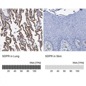 Anti-SDPR antibody produced in rabbit 