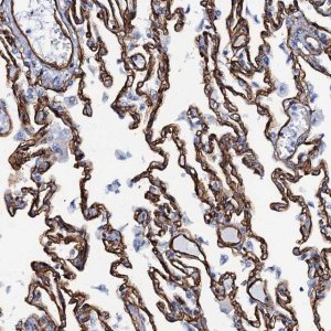 Anti-SDPR antibody produced in rabbit 