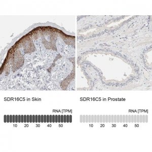 Anti-SDR16C5 antibody produced in rabbit 