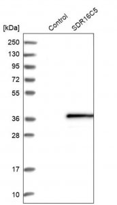 Anti-SDR16C5 antibody produced in rabbit 