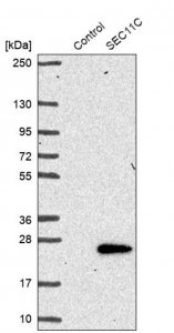 Anti-SEC11C antibody produced in rabbit 