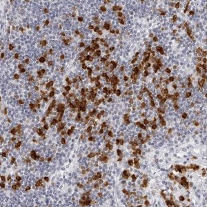 Anti-SEC11C antibody produced in rabbit 