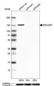 Anti-SEC23IP antibody produced in rabbit 
