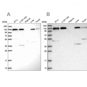 Anti-SEC23IP antibody produced in rabbit 