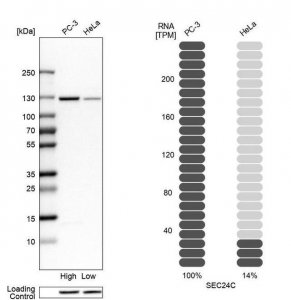 Anti-SEC24C antibody produced in rabbit 