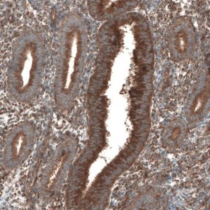Anti-SEC31A antibody produced in rabbit 