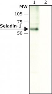 Anti-Seladin-1 (C-terminal) antibody produced in rabbit S8696-200UL