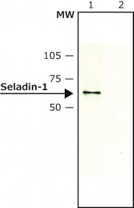 Anti-Seladin-1 antibody produced in rabbit S8571-200UL