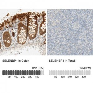 Anti-SELENBP1 antibody produced in rabbit 