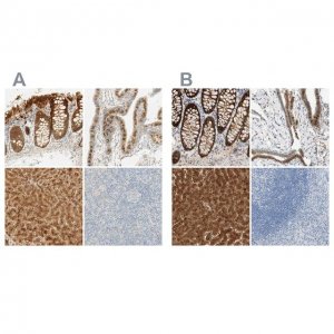 Anti-SELENBP1 antibody produced in rabbit 