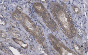 Anti-Selenoprotein P Antibody, clone 2G23 ZooMAb Rabbit Monoclonal 