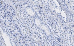 Anti-Selenoprotein P Antibody, clone 2G23 ZooMAb Rabbit Monoclonal 
