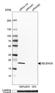 Anti-SELENOS antibody produced in rabbit 