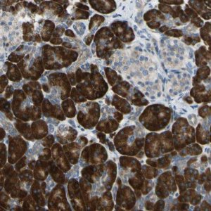 Anti-SELENOS antibody produced in rabbit 