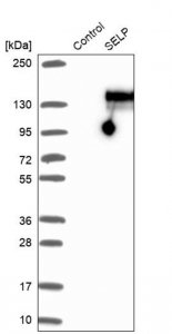 Anti-SELP antibody produced in rabbit 
