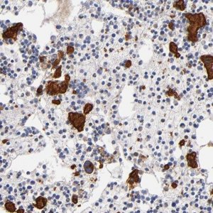 Anti-SELP antibody produced in rabbit 