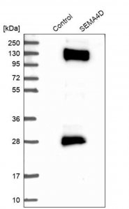 Anti-SEMA4D antibody produced in rabbit 