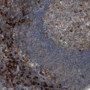 Anti-SEMA4D antibody produced in rabbit 