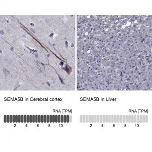 Anti-SEMA5B antibody produced in rabbit 