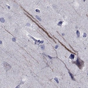 Anti-SEMA5B antibody produced in rabbit 