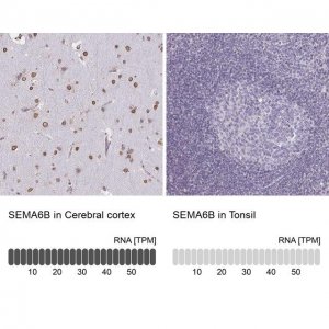 Anti-SEMA6B antibody produced in rabbit 