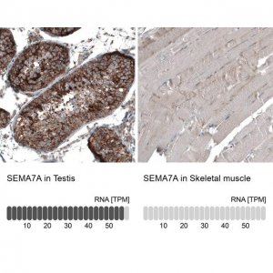 Anti-SEMA7A antibody produced in rabbit 