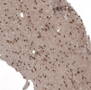 Anti-SEMA7A antibody produced in rabbit 