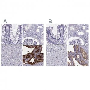 Anti-SEMG1 antibody produced in rabbit 