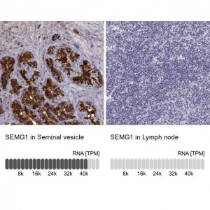 Anti-SEMG1 antibody produced in rabbit 