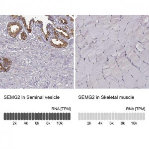Anti-SEMG2 antibody produced in rabbit 