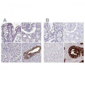 Anti-SEMG2 antibody produced in rabbit 