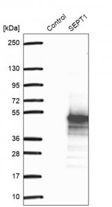 Anti-SEPT1 antibody produced in rabbit 