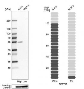 Anti-SEPT10 antibody produced in rabbit 