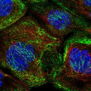 Anti-SEPT10 antibody produced in rabbit 