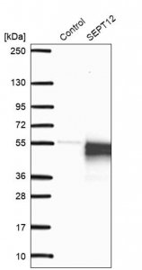 Anti-SEPT12 antibody produced in rabbit 