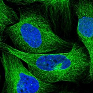 Anti-SEPT12 antibody produced in rabbit 