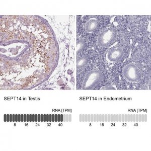 Anti-SEPT14 antibody produced in rabbit 